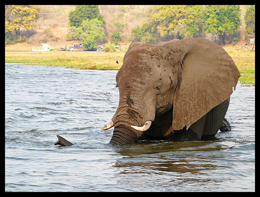 elephant